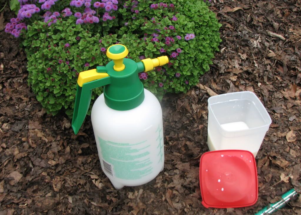 How to Spray Milk to Prevent Powdery Mildew Disease Appalachian Feet